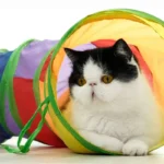 Foldable Cat Tunnel Toy - Image 2