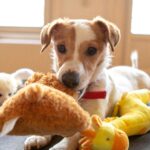 Pet Supplies